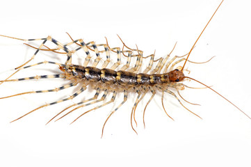 The centipede on white background