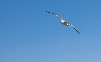 Flying seagull over blue sky.