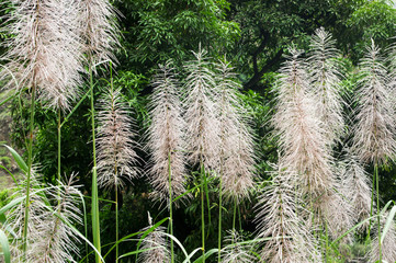 Sugar cane flowers