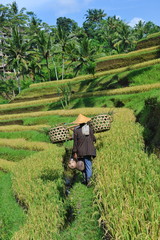 Farmer walking with wooden basket tool to prepare paddy field
