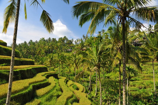 Terrace rice fields in the morning, Ubud, Bali, Indonesia