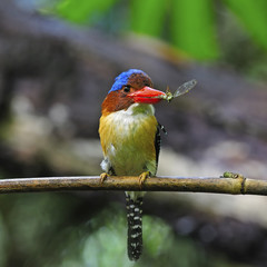 male Banded Kingfisher