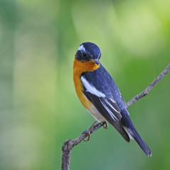 male Mugimaki Flycatcher