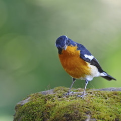 male Mugimaki Flycatcher