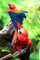 Scarlet Macaw