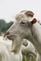 Male white goat with a large goatee