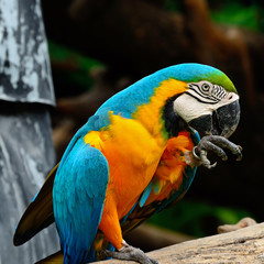 Blue and Gold Macaw