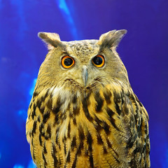 Eurasian Eagle Owl
