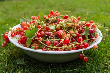 Different kinds of red fruit on a plate on the grass