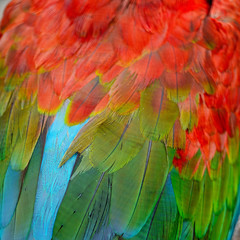 Obraz premium Zielone pióra Ara