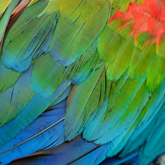Obraz premium Greenwinged Macaw feathers