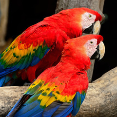 Scarlet Macaw