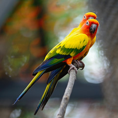 Sun Conure