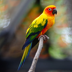Sun Conure
