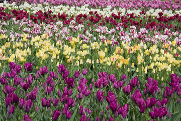 Field full of tulips