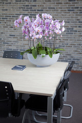 Phalaenopsis in office interior