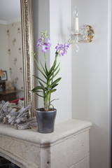 Dendrobium orchid in interior