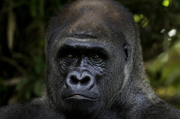Lowland Gorilla Portrait