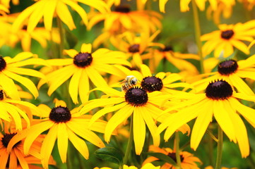 Hummel auf Blüte