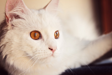 Adorable white Persian cat