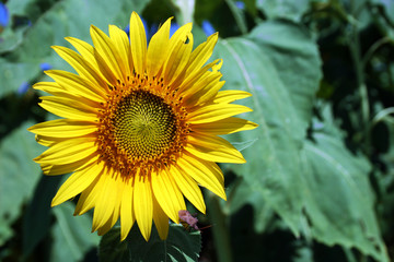 Sunflower