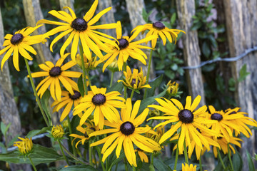 Gelber Sonnenhut (Rudbeckia) vor Kastanienzaun