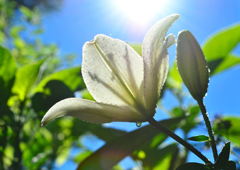 weiße Lilie mit Wassertropfen © fichtelsonne