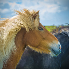 icelandic horse