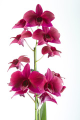 Purple dendrobium orchid