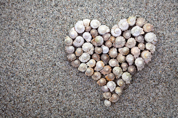 Sea shells Heart