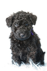 Kerry Blue terrier puppy