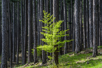 Green leaves in a forest of black pines