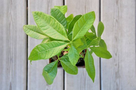 Top view of a money tree plant