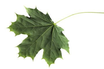 Maple leaf