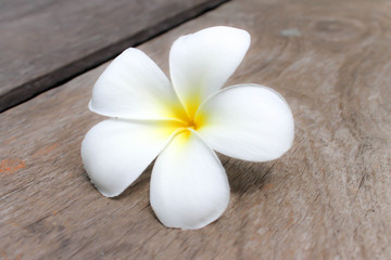 Fototapeta na wymiar Tropical flowers frangipani