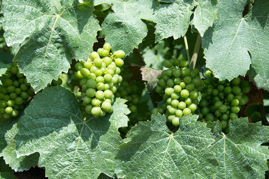 Weinrebe