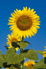 Sunflower on the field