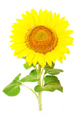 Obraz premium Sunflower