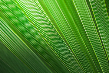Palm leaf background