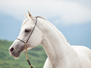 Obraz na płótnie Canvas portrait of white arabian stallion