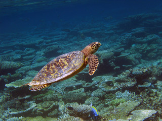 Obraz premium Tartaruga marina