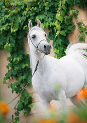 Amazing white arabian stallion.