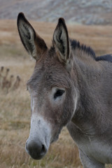 portrait of donkey