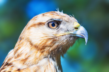 Red-tailed Hawk