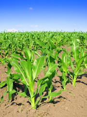Naklejka premium Young corn field
