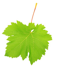 Beautiful green leaf isolated on white