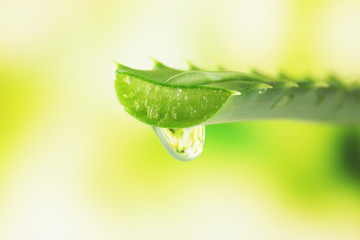 Aloe leaf with drop on natural background