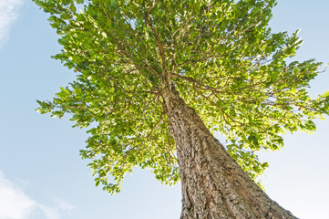 Fototapeta premium Tree in blue sky taken from low angle