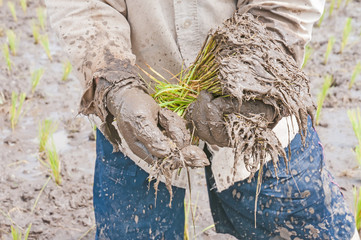 Hands of farmers with rice seedlings