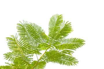 green leaf isolated on white background
